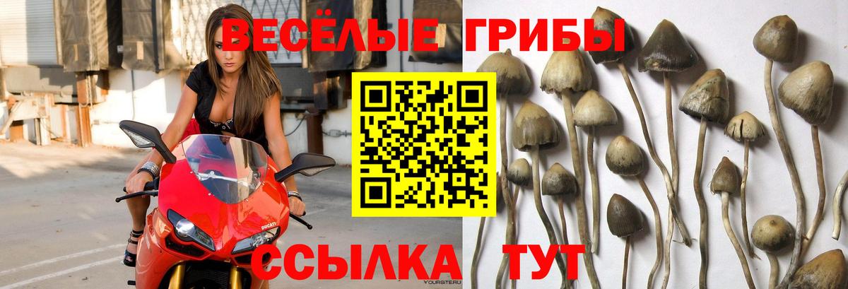 Галлюциногенные грибы Magic Shrooms  Вход с VPN  Елизово 